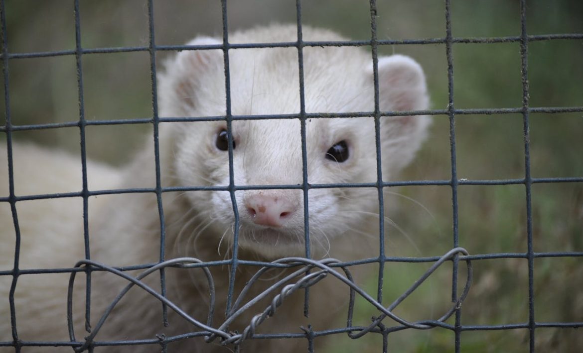 stimuler votre furet