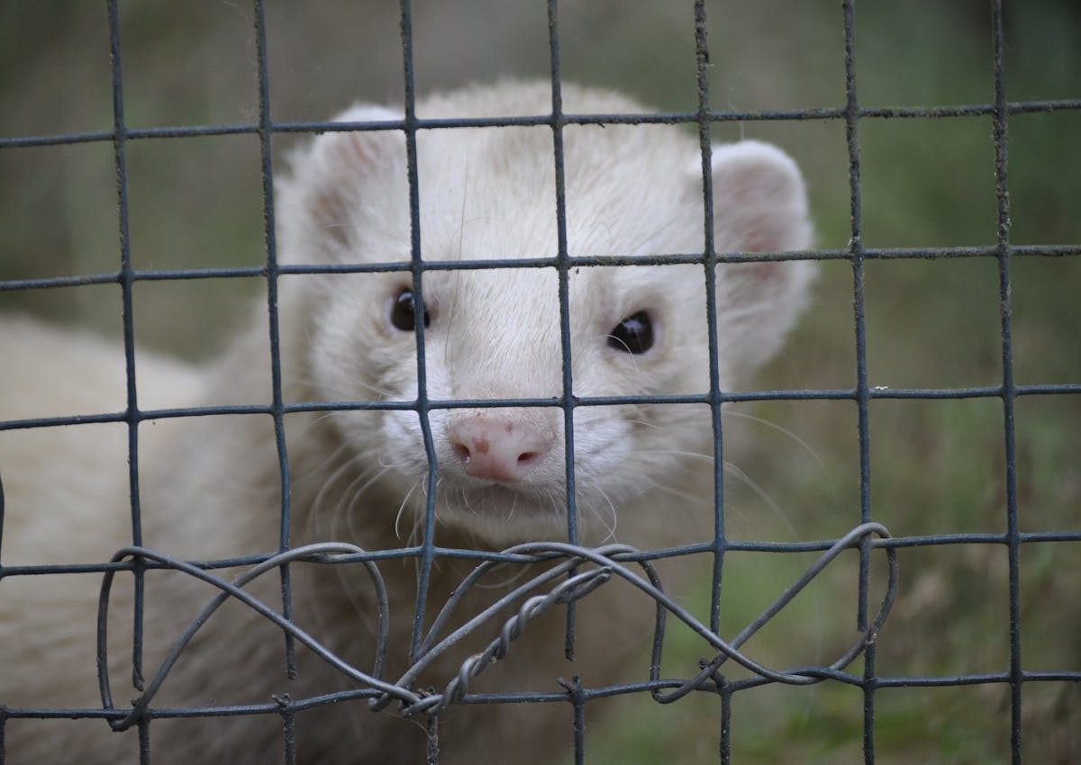 stimuler votre furet