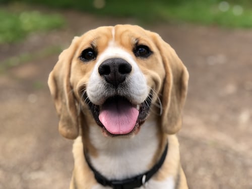 animaux de compagnie sur notre santé