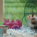 habitat pour hamster