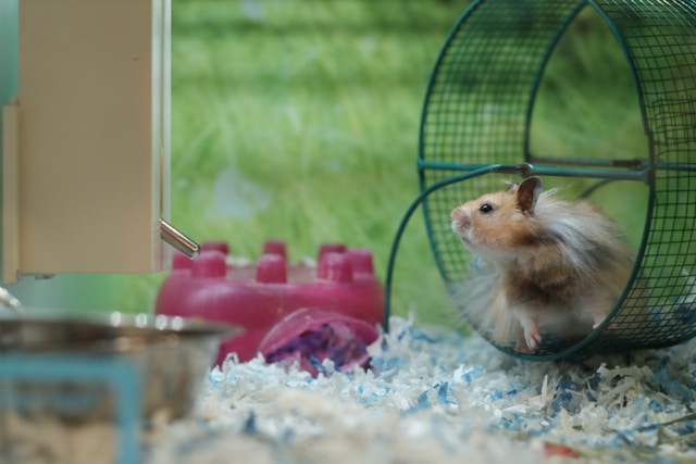 habitat pour hamster