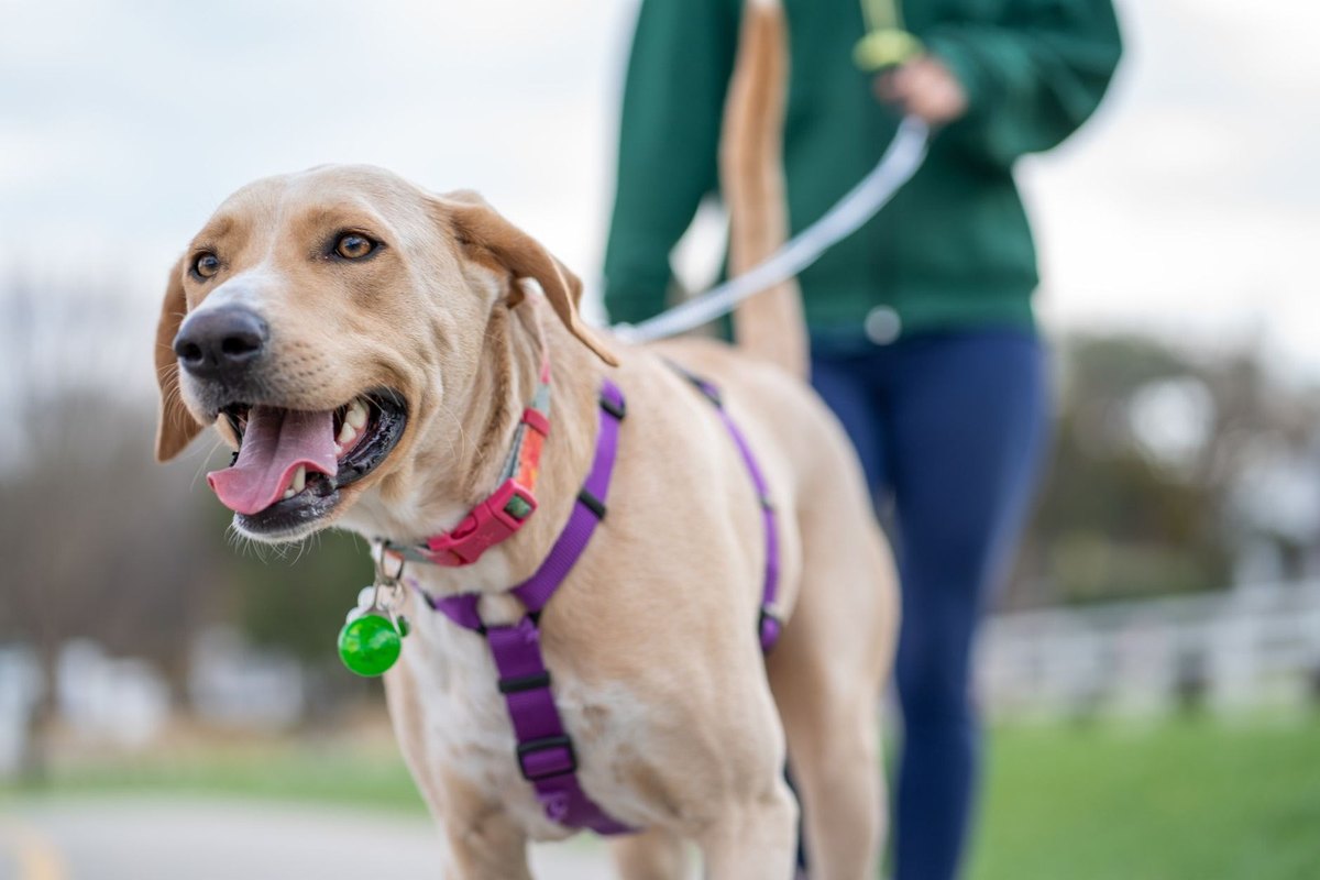 Labrador joyeux en harnais violet, promenade avec une personne, ciel gris