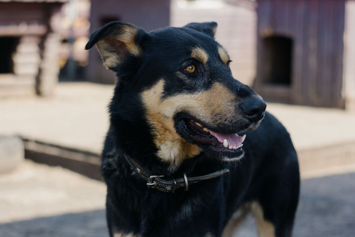 Chien noir et marron avec collier, bouche ouverte, regardant à gauche