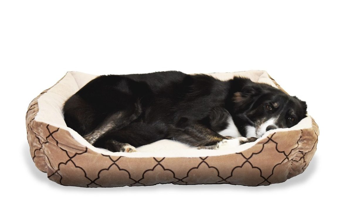 Chien noir dans un lit de chien beige