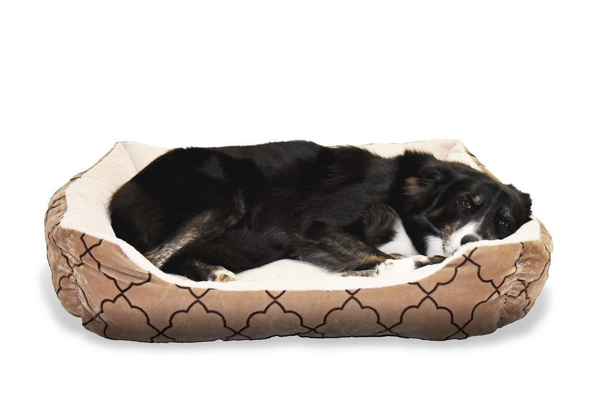 Chien noir dans un lit de chien beige